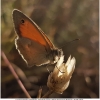 coenonym pamphilus imago7 don